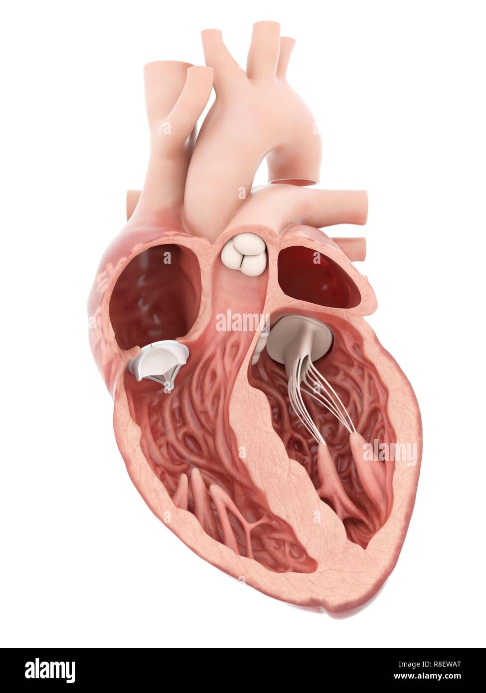 Illustrazione di una valvola cardiaca artificiale. Foto Stock