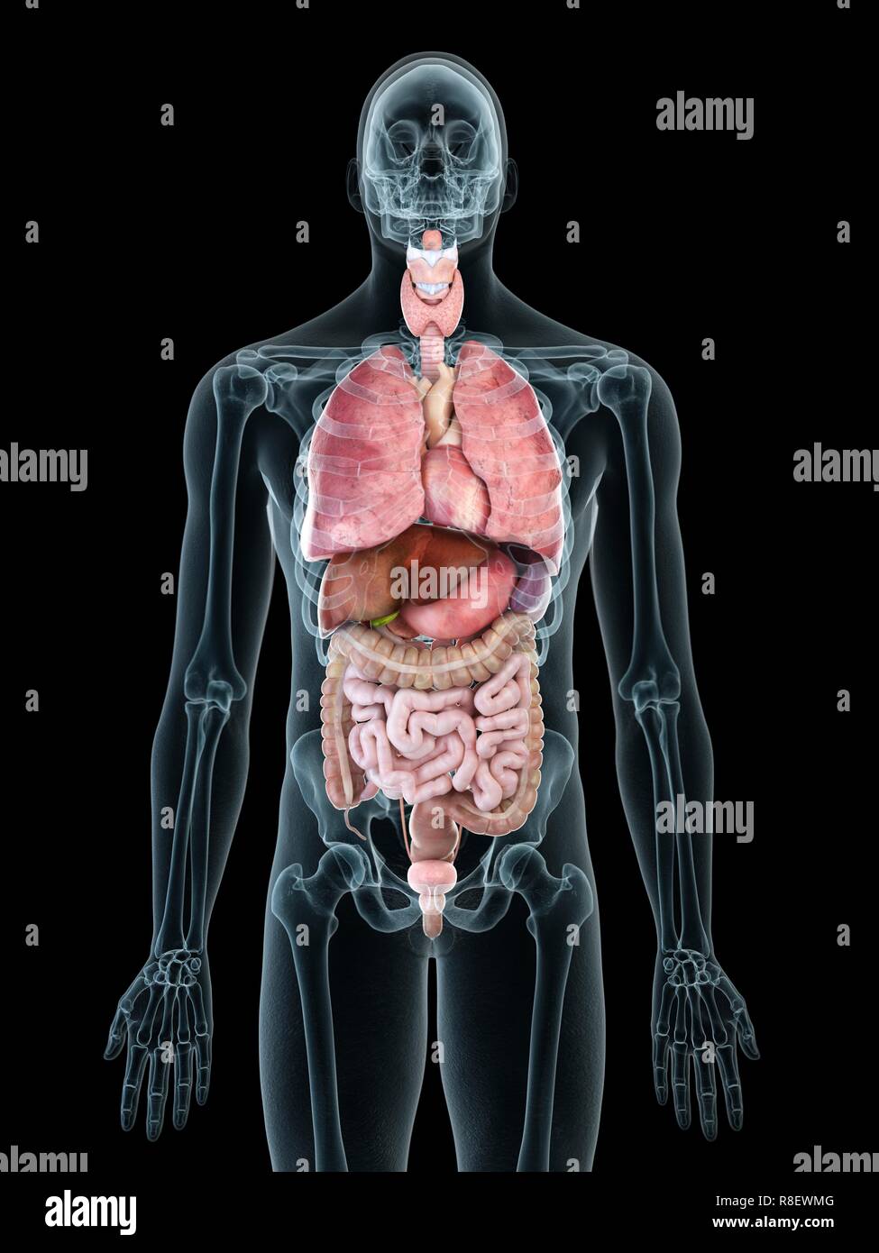 Illustrazione di un uomo di organi interni Foto stock - Alamy