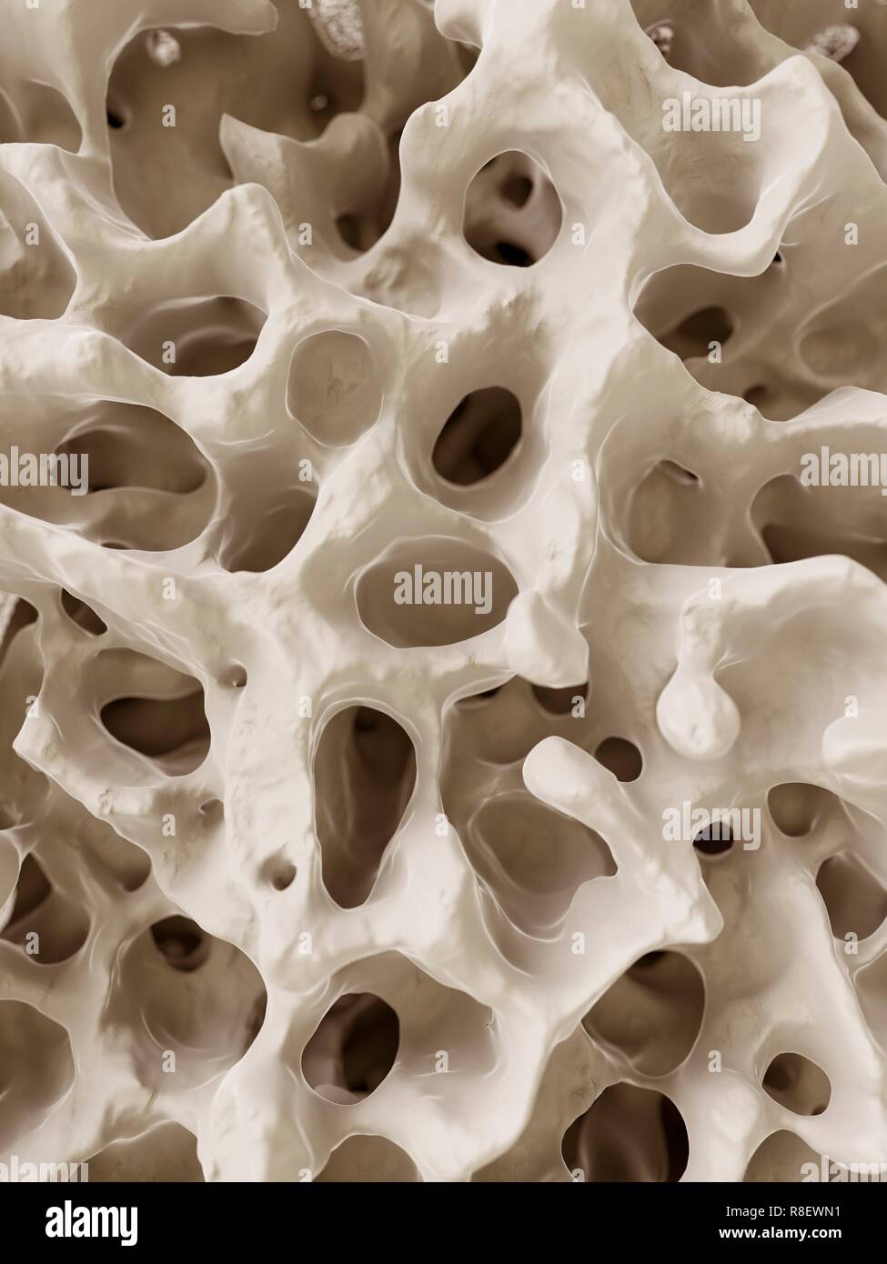 Illustrazione dell'osso umano struttura. Foto Stock