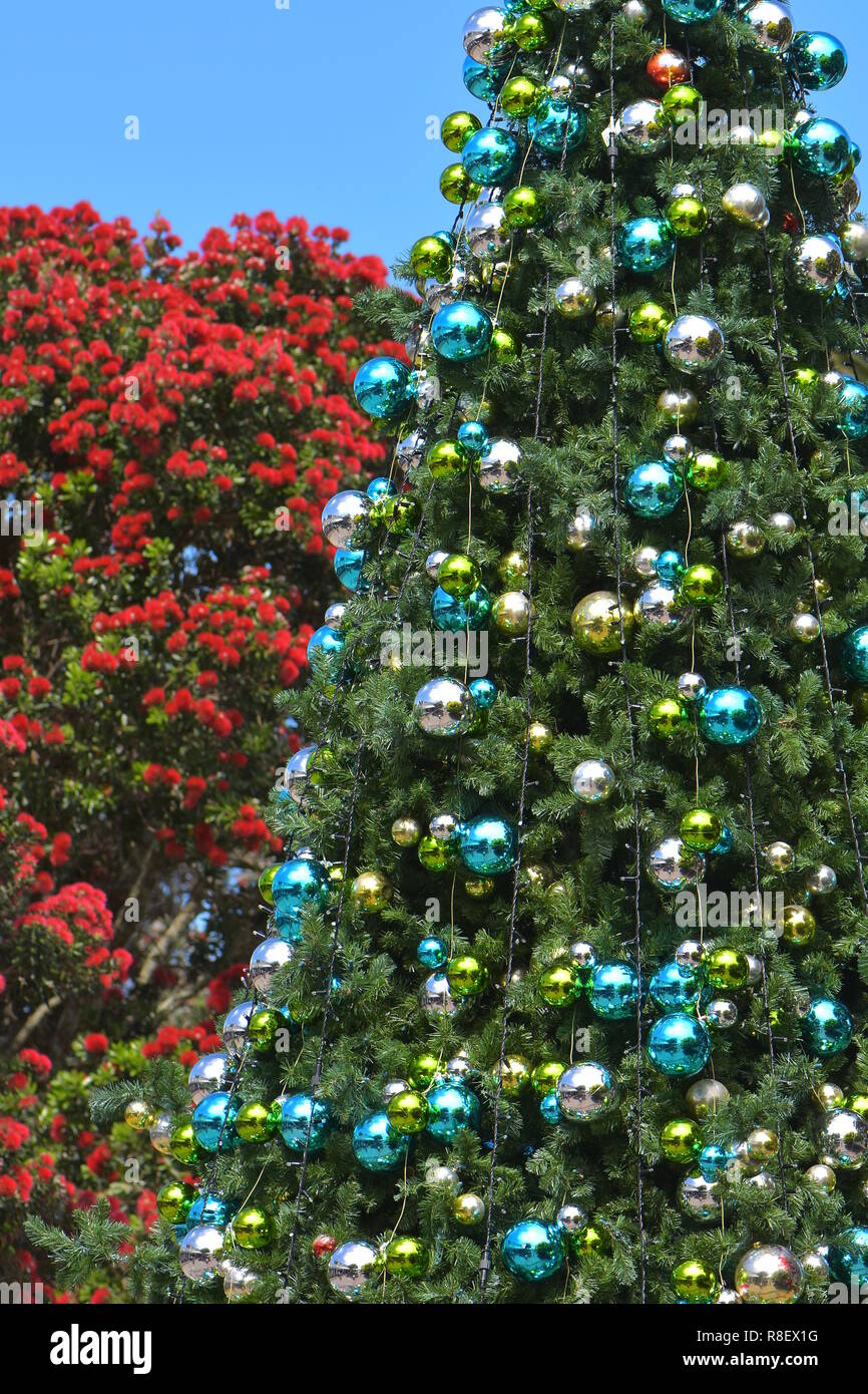 Nuova Zelanda Natale rappresentato da entrambe decorate tradizionale conifera albero e nativo Pohutukawa Metrosideros excelsa che fiorisce in colori festosi. Foto Stock