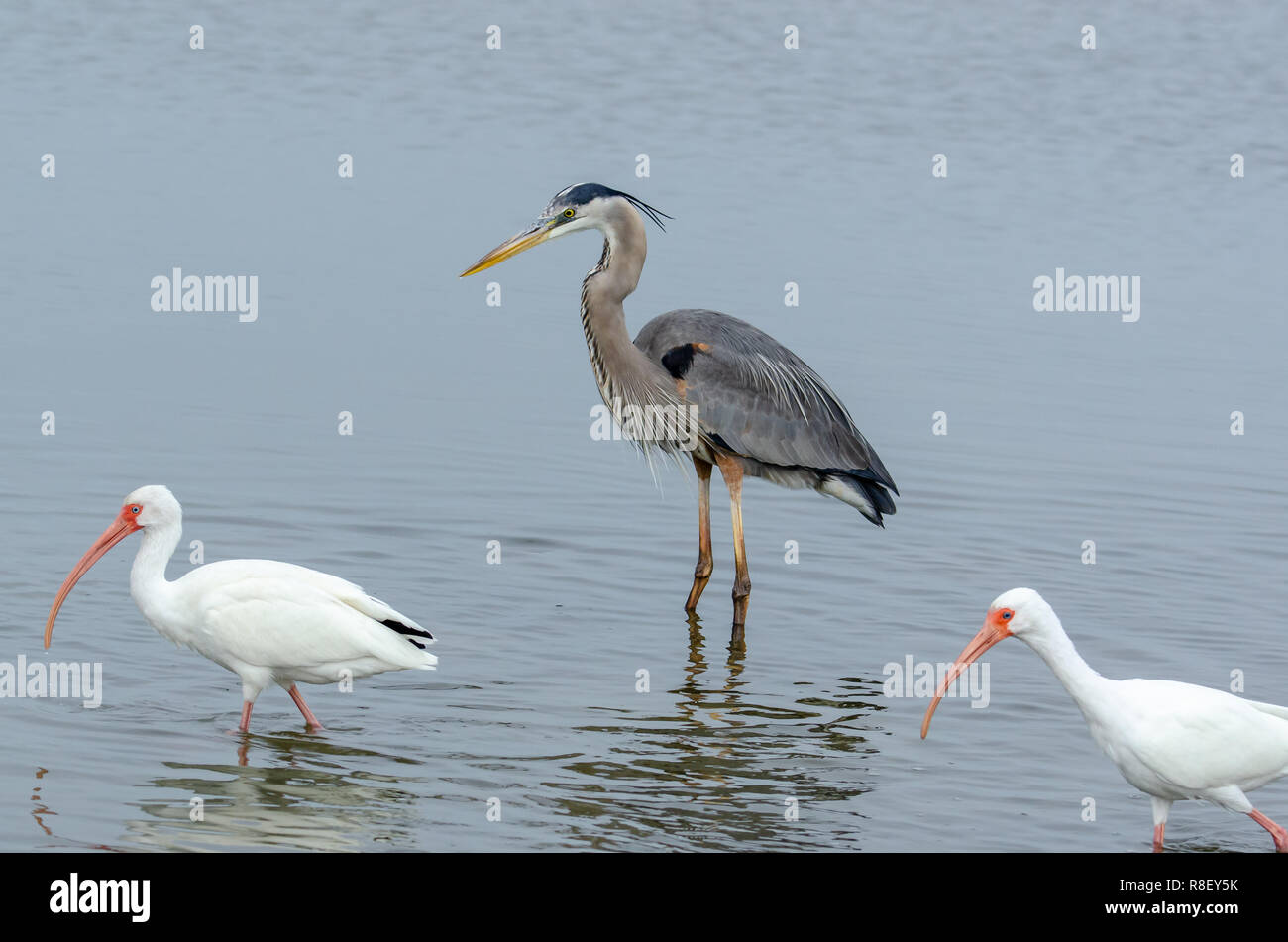 Airone blu (Ardea erodiade) in Florida's zone umide Foto Stock