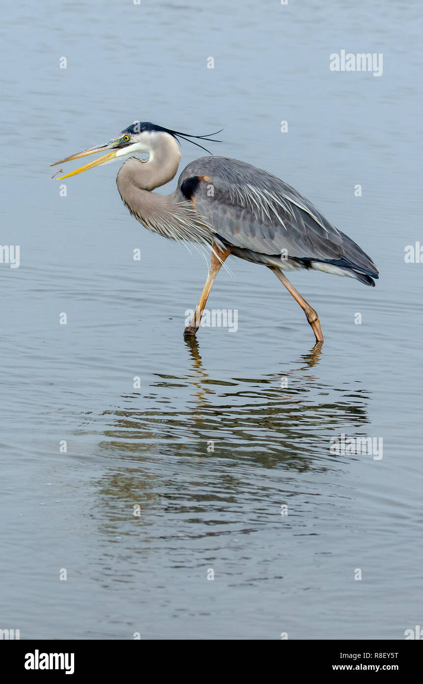 Airone blu (Ardea erodiade) in Florida's zone umide Foto Stock