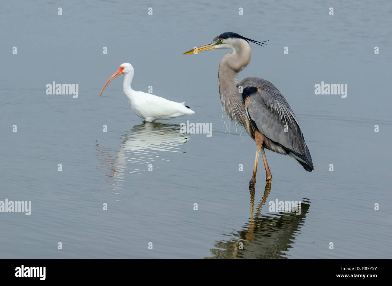 Airone blu (Ardea erodiade) in Florida's zone umide Foto Stock