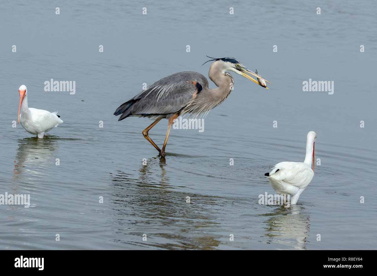 Airone blu (Ardea erodiade) in Florida's zone umide Foto Stock