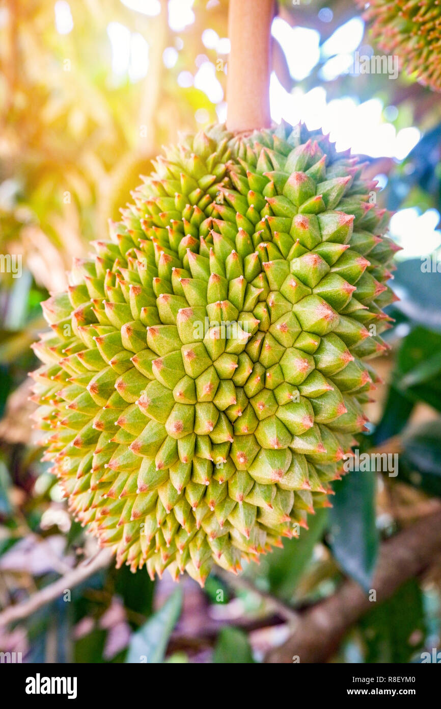 durian fruit on tree / fresh young durian tropical fruit on durian plant tree in the garden fruit summer on day Foto Stock