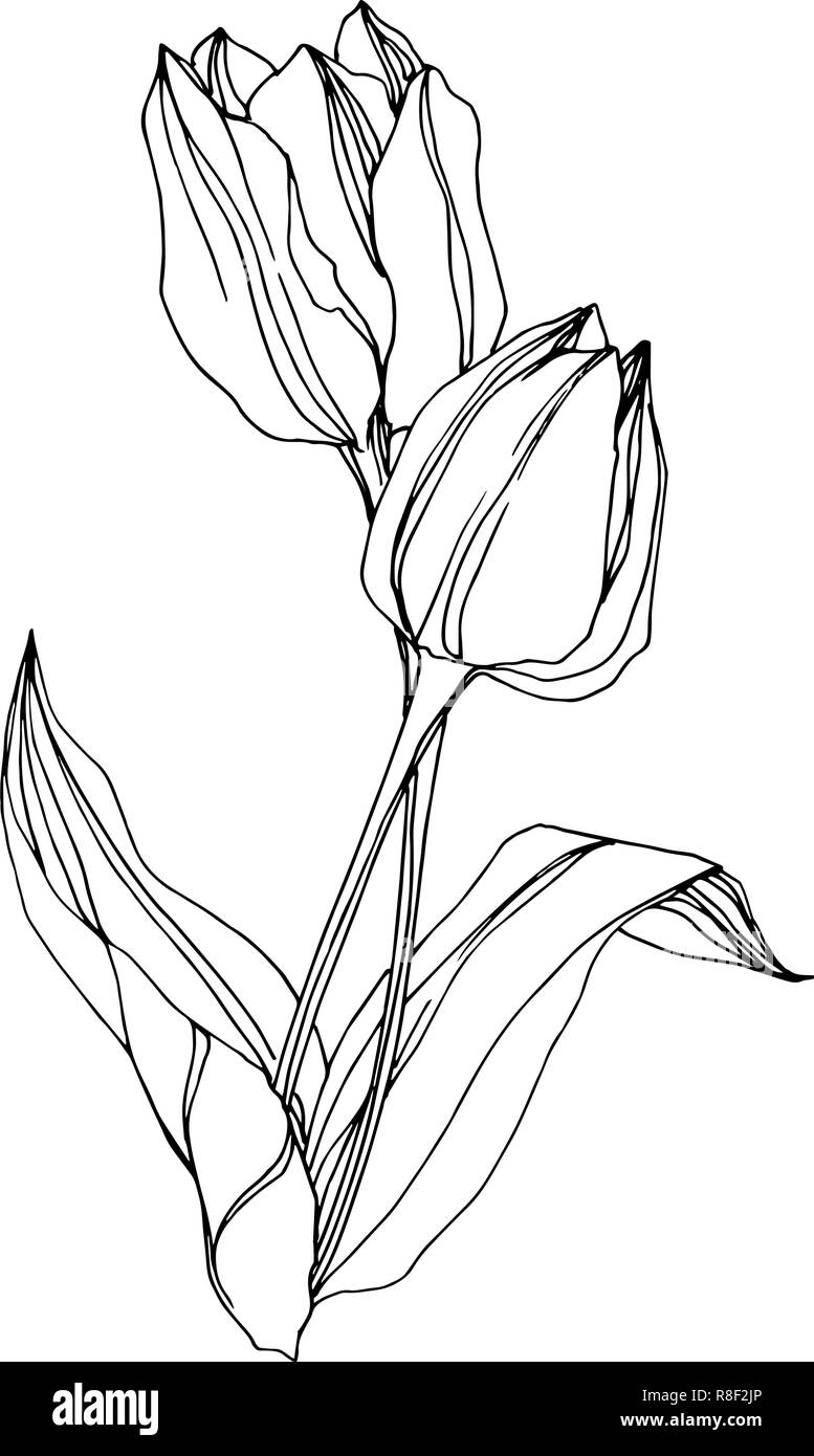 Vector Tulip bianco e nero inchiostro inciso art. Floreale di fiori botanica. Isolato tulip illustrazione elemento. Illustrazione Vettoriale