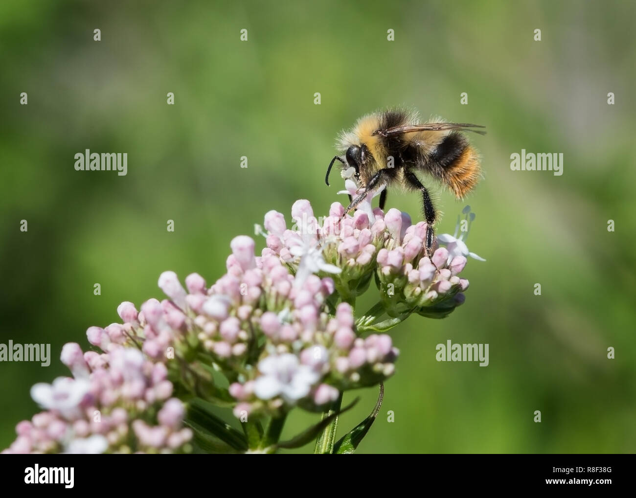 Un singolo bumblebee raccogliere il polline di un fiore d'estate. Foto Stock