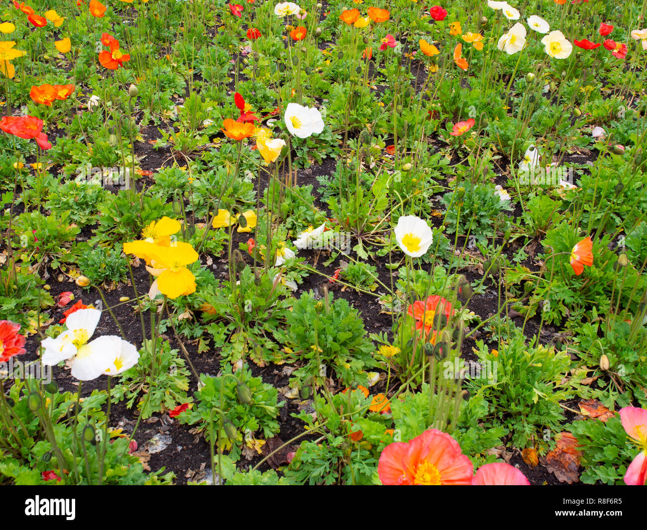 Fiori colorati in un letto di fiori Foto Stock