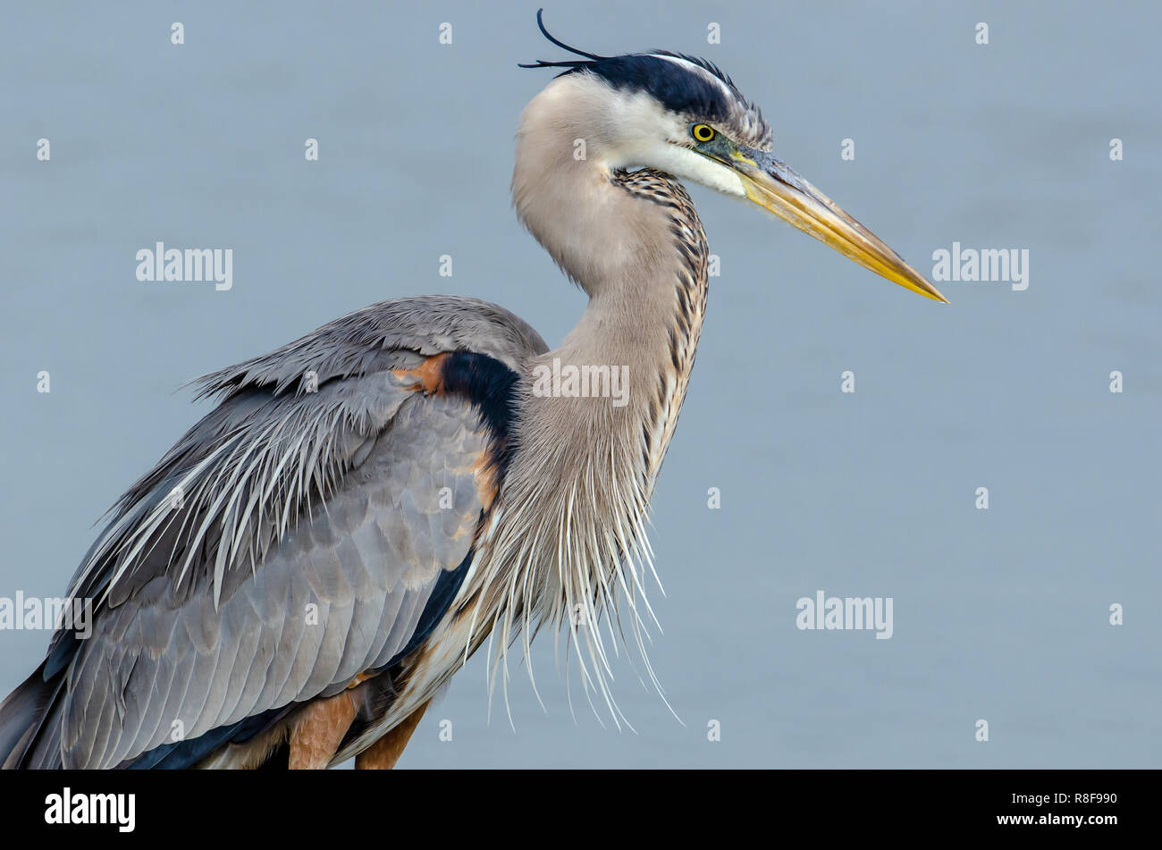 Airone blu (Ardea erodiade) in Florida's zone umide Foto Stock