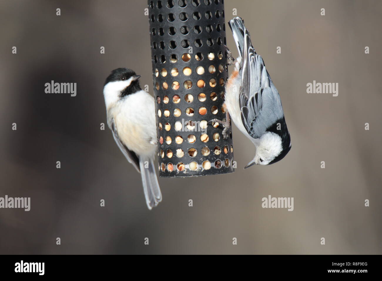Uccelli sull'alimentatore Foto Stock