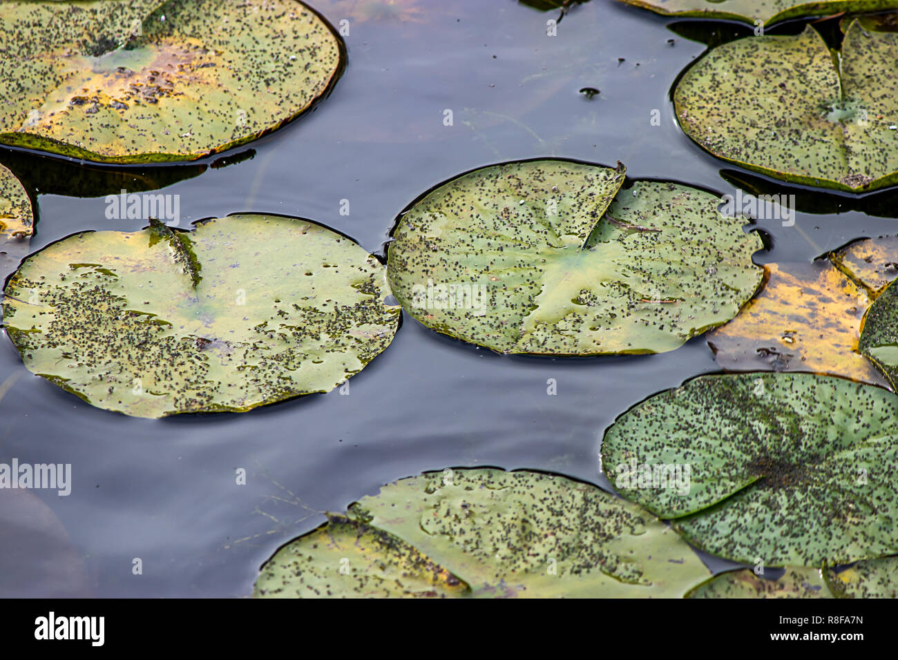 Buio profondo blu acqua con tarda estate lilypads Foto Stock