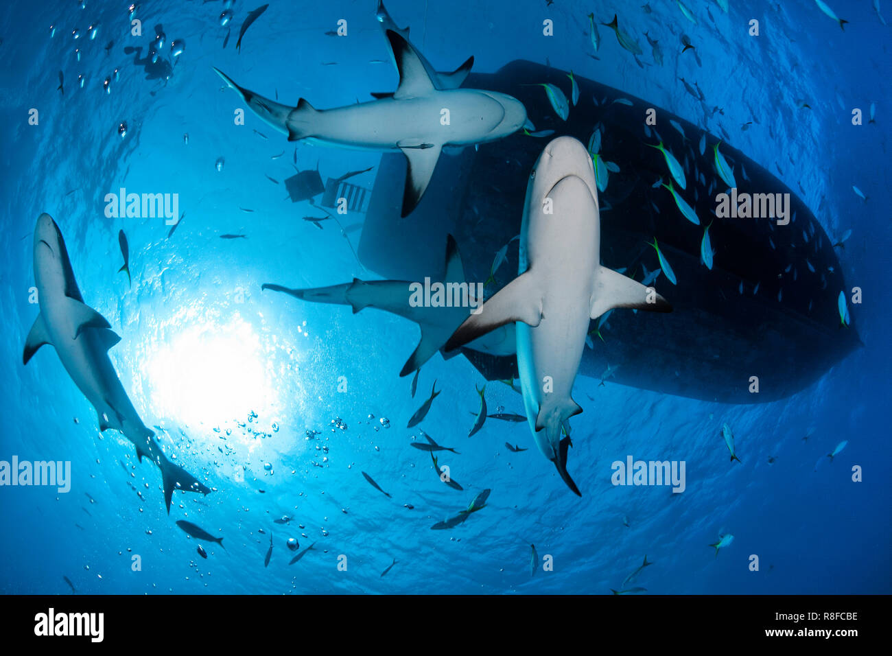 Caribbean Reef Shark (Carcharhinus perezi), gruppo sotto una barca diving, Grand Bahama, Bahamas Foto Stock