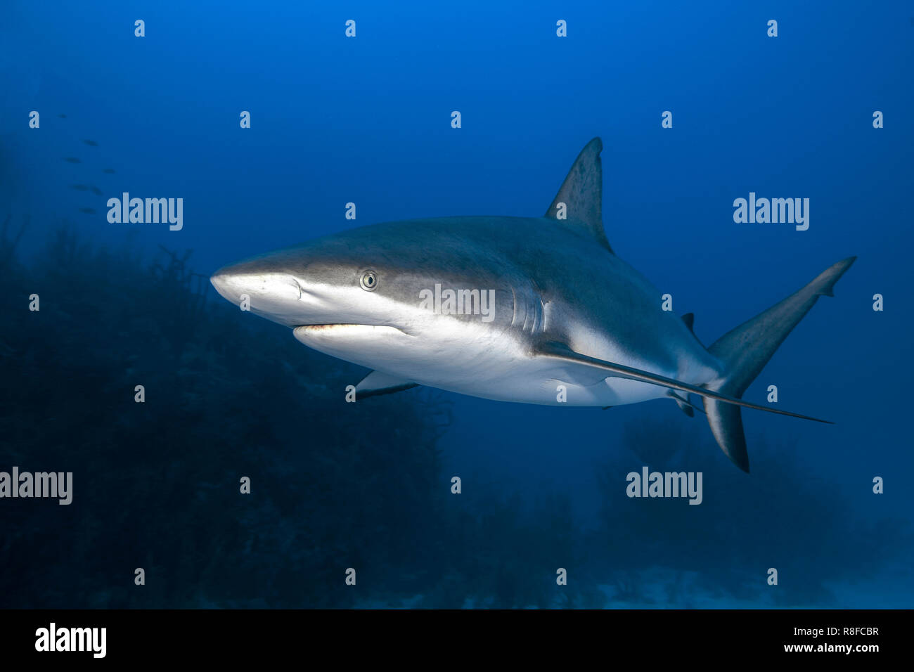 Caribbean Reef Shark (Carcharhinus perezi) delle pattuglie a una barriera corallina, Jardines de la Reina, Cuba Foto Stock