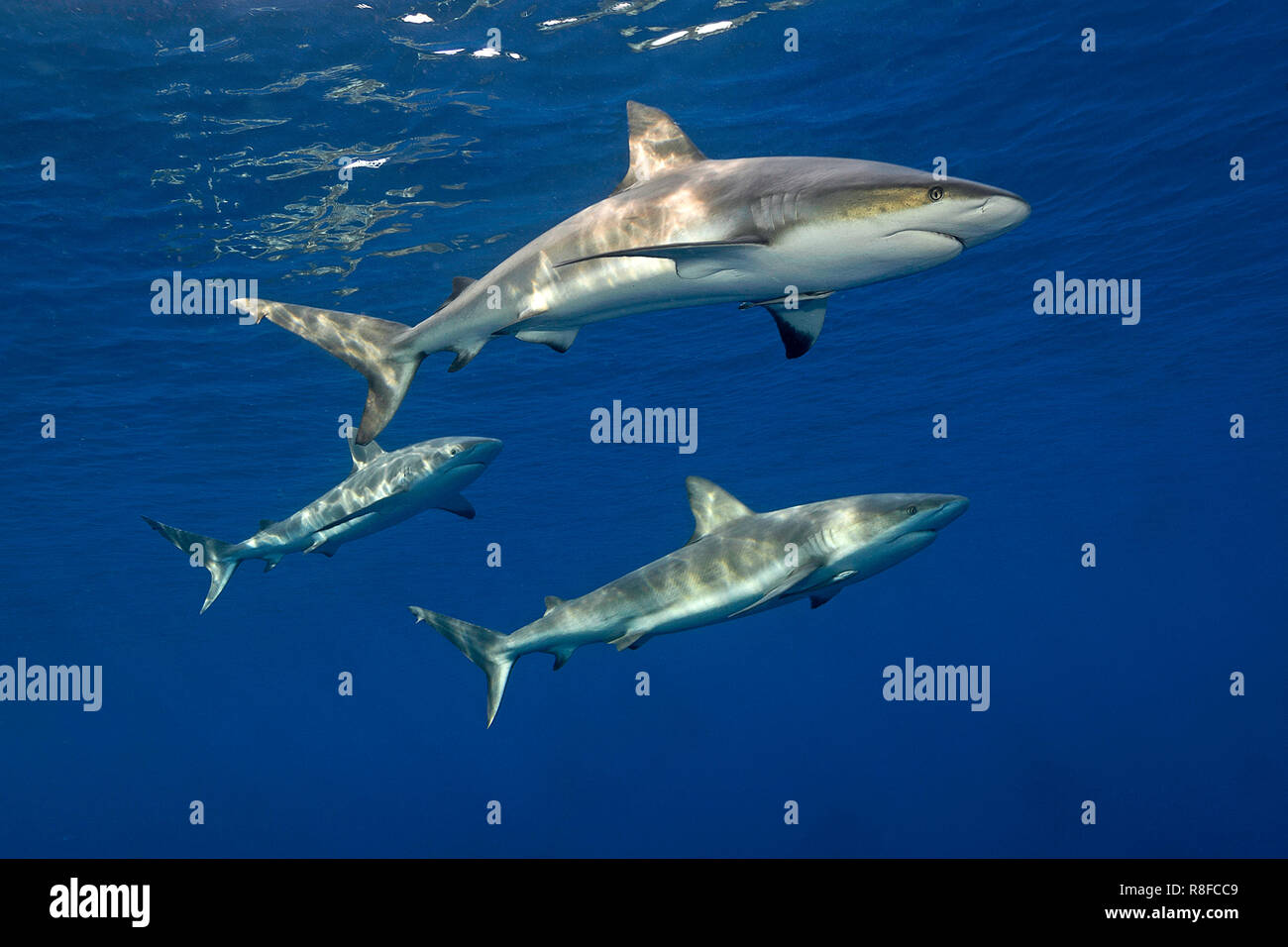 Drei Karibische Riffhaie (Carcharhinus perezi) im blauen Wasser, Jardines de la Reina, Kuba | Tre dei Caraibi squali di barriera (Carcharhinus perezi) in blu Foto Stock