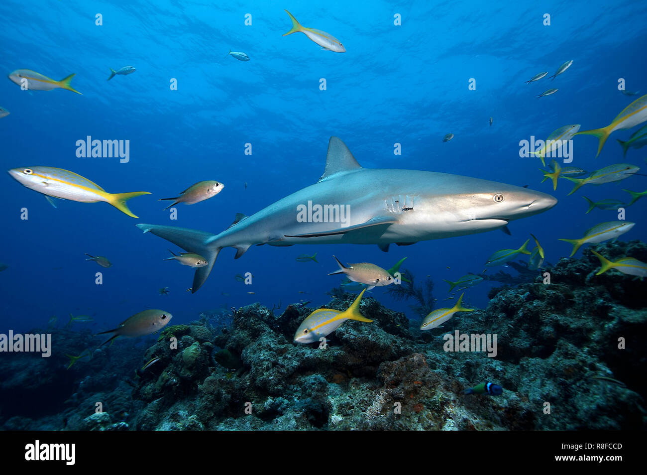 Caribbean Reef Shark (Carcharhinus perezi) e un gruppo di limanda Snapper (Ocyurus chrysurus), Grand Bahama, Bahamas Foto Stock