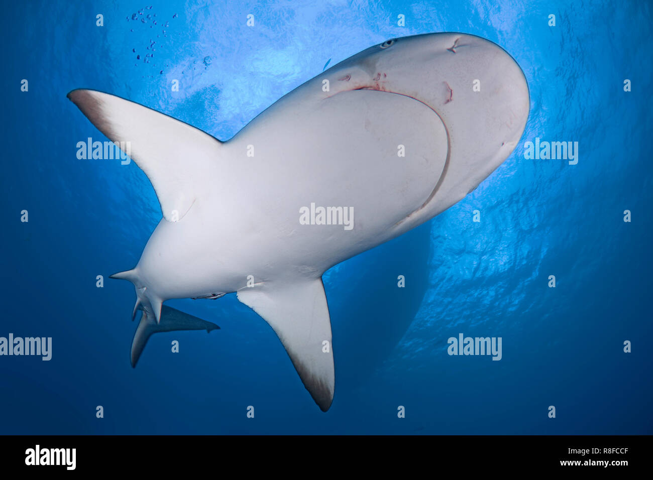 Caribbean Reef Shark (Carcharhinus perezi) nuotare in acque blu, sito ventrale, Grand Bahama, Bahamas Foto Stock