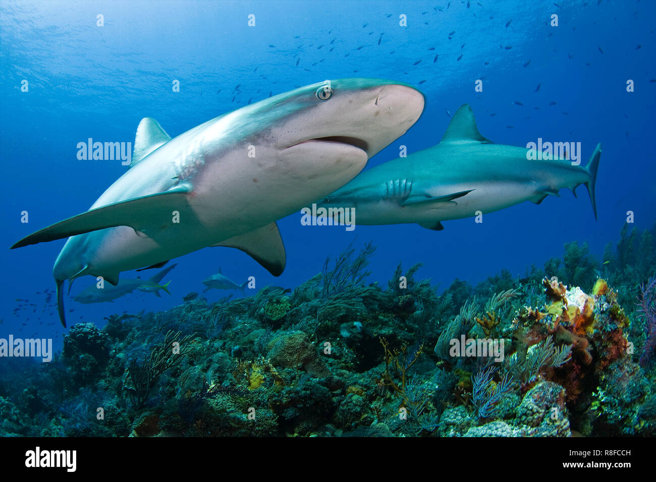 Caraibi squali di barriera (Carcharhinus perezi) nuoto su una scogliera di corallo, Grand Bahama, Bahamas Foto Stock