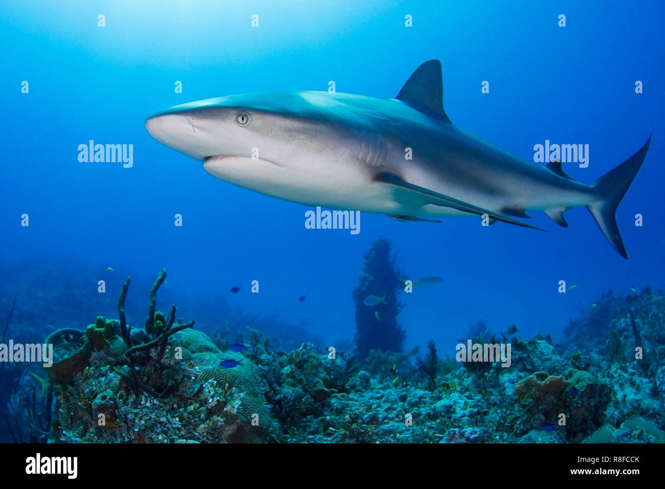 Caribbean Reef Shark (Carcharhinus perezi) nuoto su una scogliera di corallo, Grand Bahama, Bahamas Foto Stock