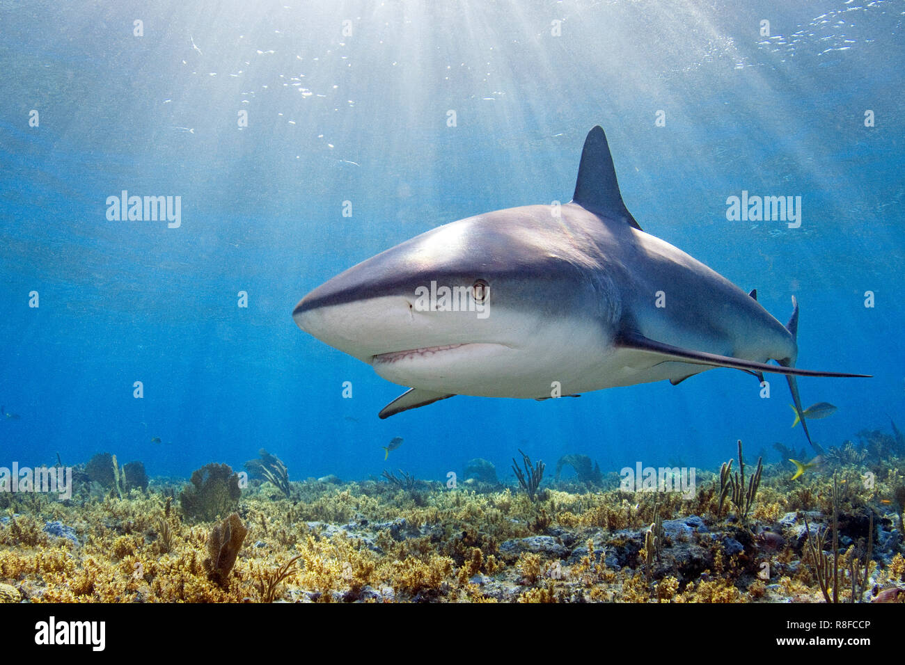 Caribbean Reef Shark (Carcharhinus perezi) nuoto su una sun-riempito Coral reef, Grand Bahama, Bahamas Foto Stock