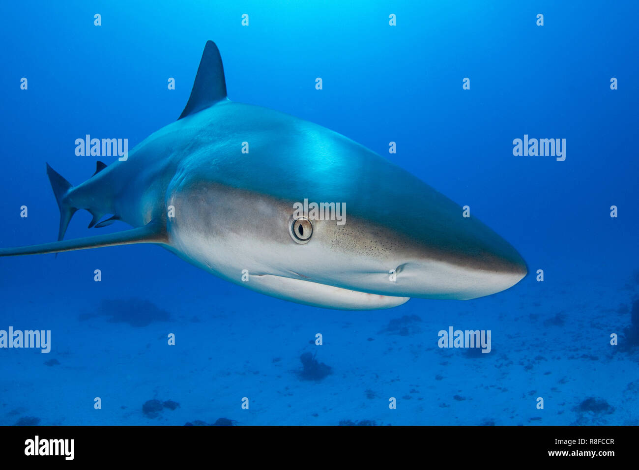 Caribbean Reef Shark (Carcharhinus perezi) nuotare in acque blu, Grand Bahama, Bahamas Foto Stock
