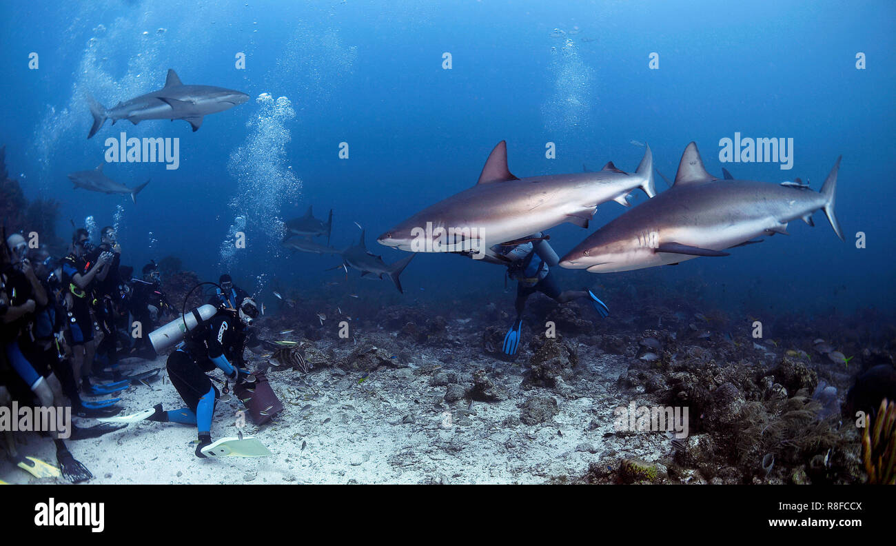 Un gruppo subacquei guardando un Caribbean Reef Shark (Carcharhinus perezi), Roatan Island, isole di Bay, Honduras Foto Stock