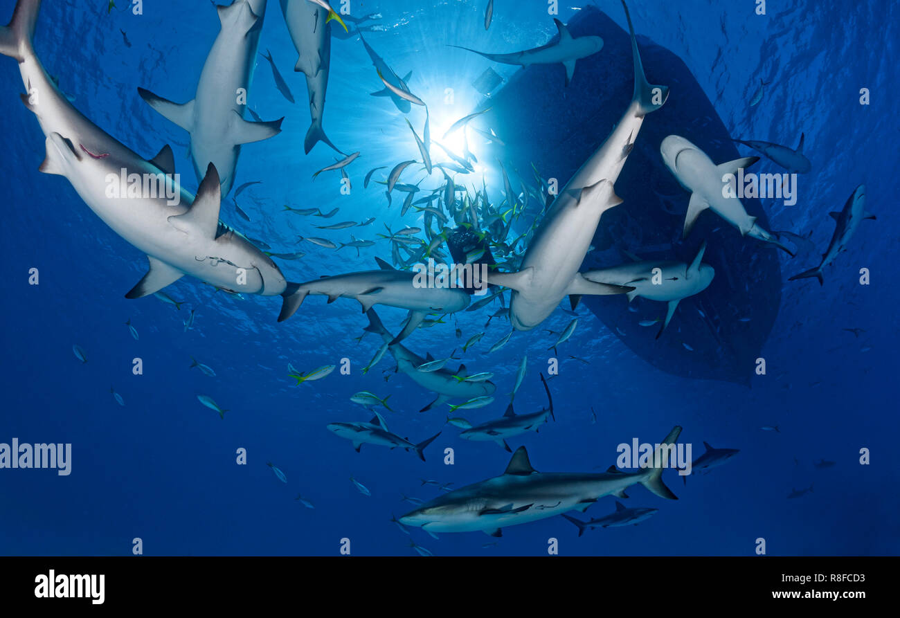 Caribbean Reef Shark (Carcharhinus perezi), gruppo sotto una barca diving, Grand Bahama, Bahamas Foto Stock
