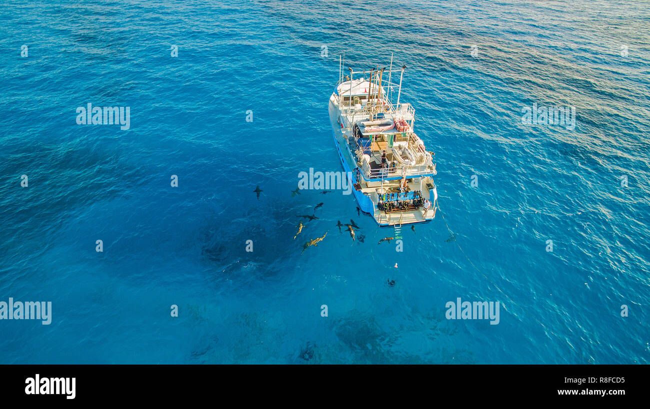 Vista aerea, dei Caraibi squali di barriera (Carcharhinus perezi), in corrispondenza di una barca diving, Bahama banche, Bahamas Foto Stock
