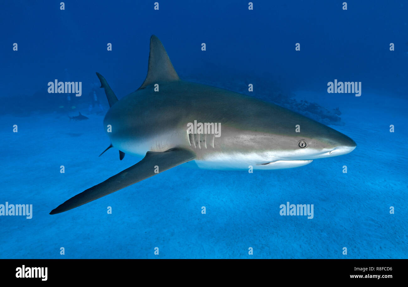 Caribbean Reef Shark (Carcharhinus perezi) nuotare in acque blu, Grand Bahama, Bahamas Foto Stock
