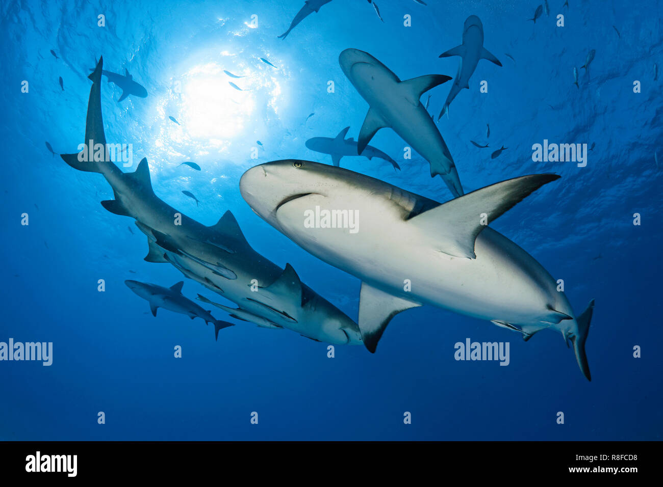 Caraibi squali di barriera (Carcharhinus perezi) con remoras (Echeneidae), gruppo in acqua blu, Bahama banche, Bahamas Foto Stock