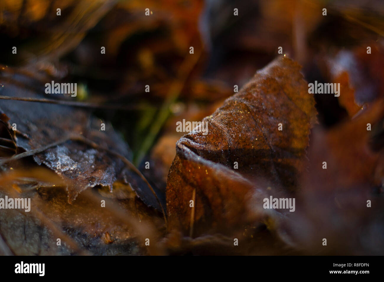 Frosty foglia sul terreno di una foresta, tutto oltre a foglia è sfocata. Foto Stock