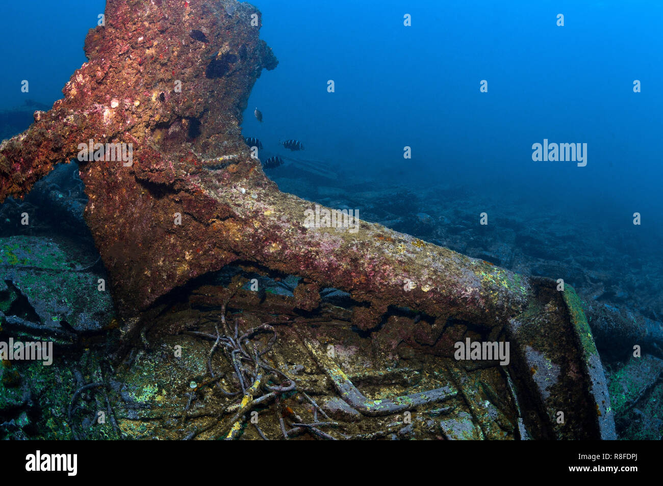 Immersioni subacquee sul relitto Taliarte a Boa Vista - Capo Verde Foto Stock