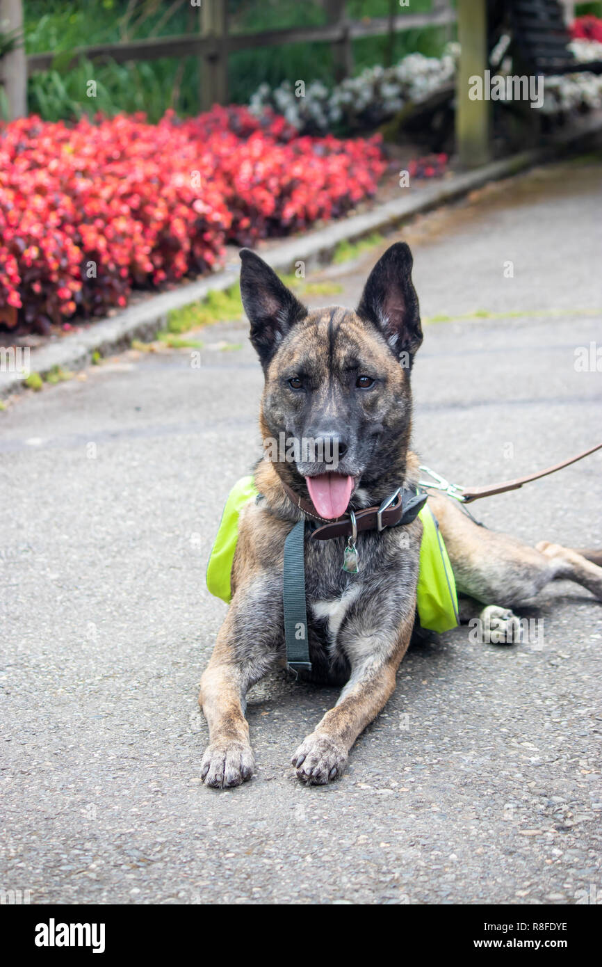 Brown brindle mix cane di razza che stabilisce nei pressi di aiuole di fiori Foto Stock