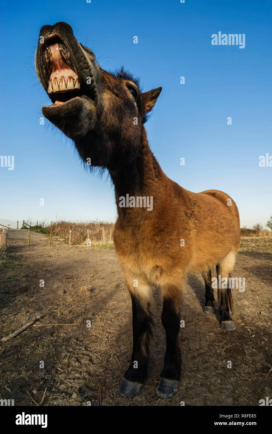 Polacco cavalli Konik che mostra denti presi con obiettivo grandangolare Foto Stock