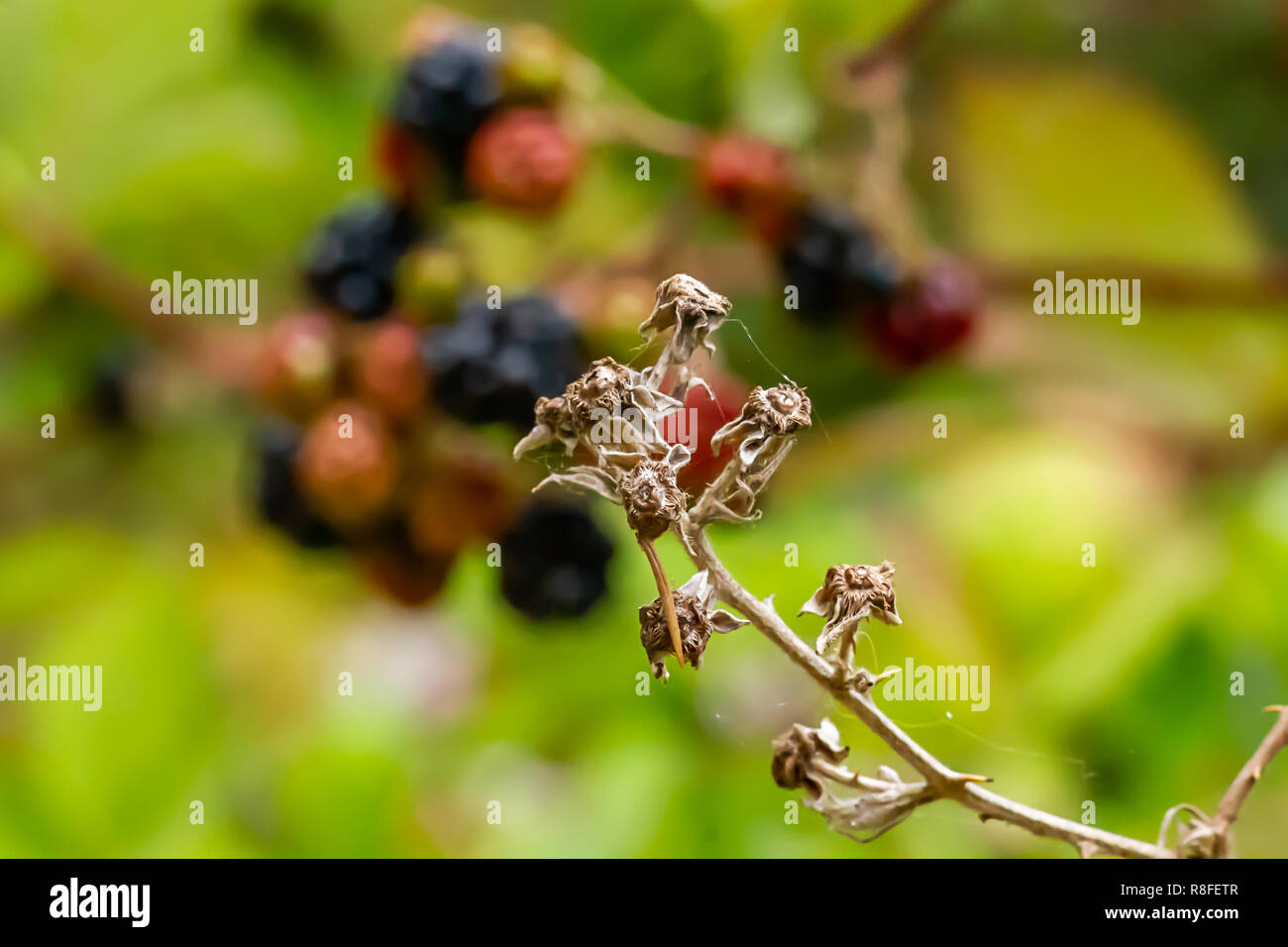Frutti rossi e neri sulla vite che è di essiccazione Foto Stock