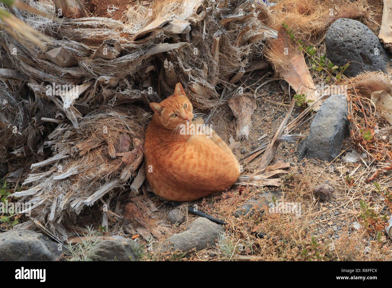 Arancione marrone cat seduto e guardando verso l'alto Foto Stock