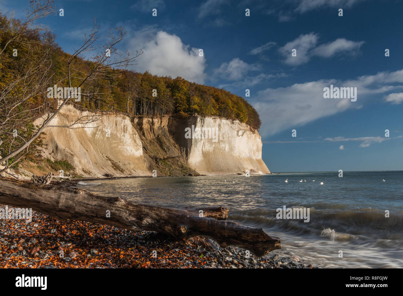 Chalk cliffs sull'isola di Rügen. Il sole in autunno umore con le nuvole in cielo blu e il vecchio albero tronco alla natura spiaggia di Jasmund National Park Foto Stock