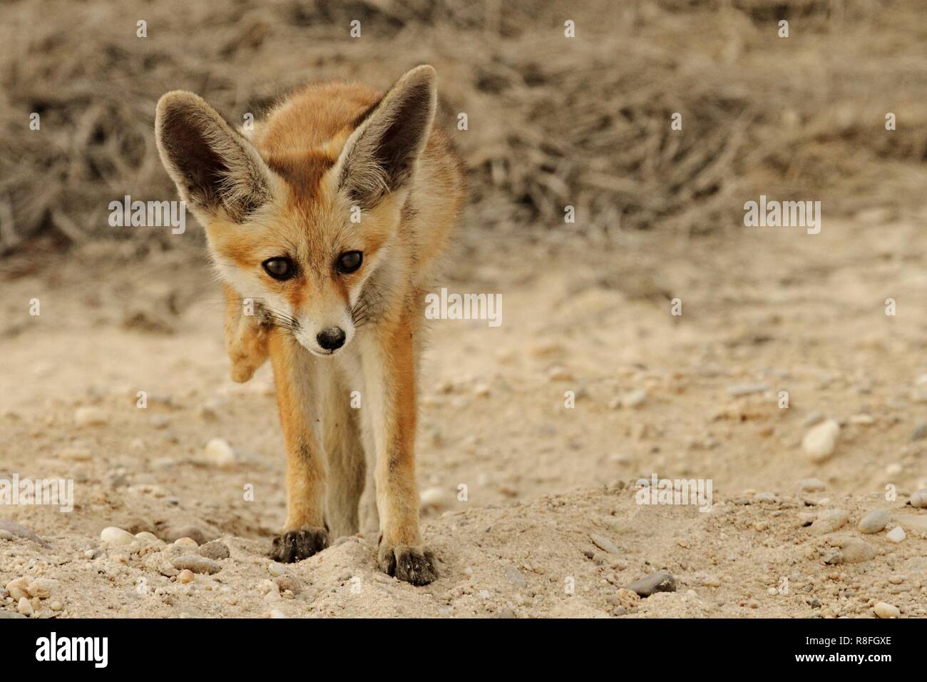 Arabian Red Fox uscendo dalla sua tana e graffiare il suo corpo Foto Stock