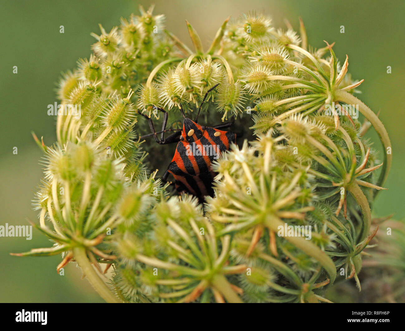 Striped bug/menestrello bug (Graphosoma lineatum) specie di rosso e nero a strisce bug di protezione su una maggiore Bur prezzemolo (Turgenia latifolia) in Toscana, Italia Foto Stock