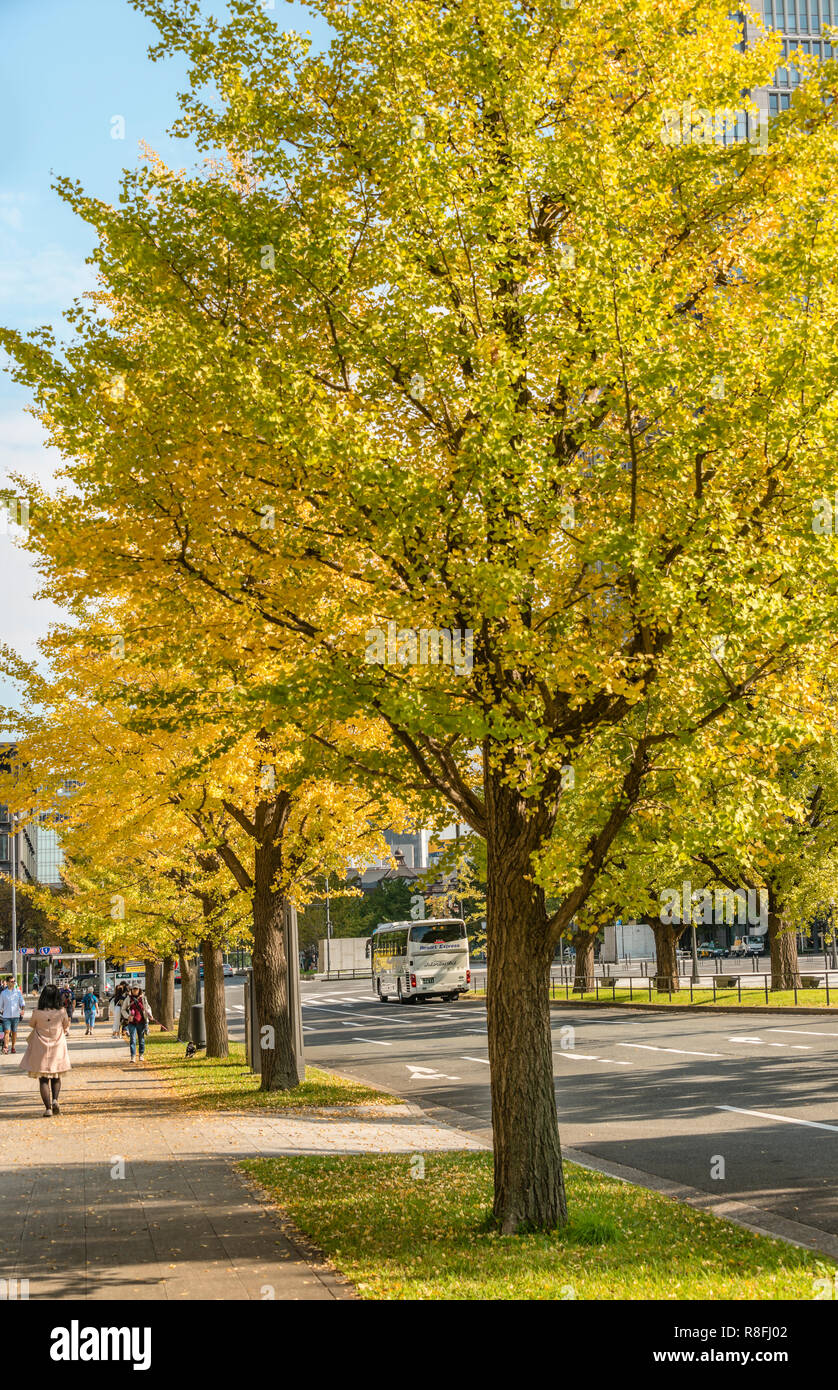 Giallo autunno colorato Gingko alberi in un vicolo al Wadakura Park a Tokyo, Giappone Foto Stock