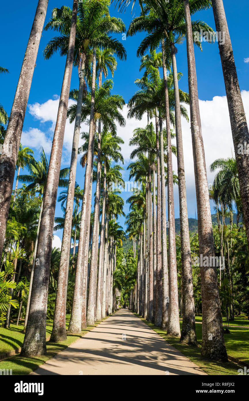 Luminoso vista panoramica verso il basso di un percorso rustico fiancheggiate da alte palme royal alberi tropicali sotto il cielo blu a Rio de Janeiro in Brasile Foto Stock