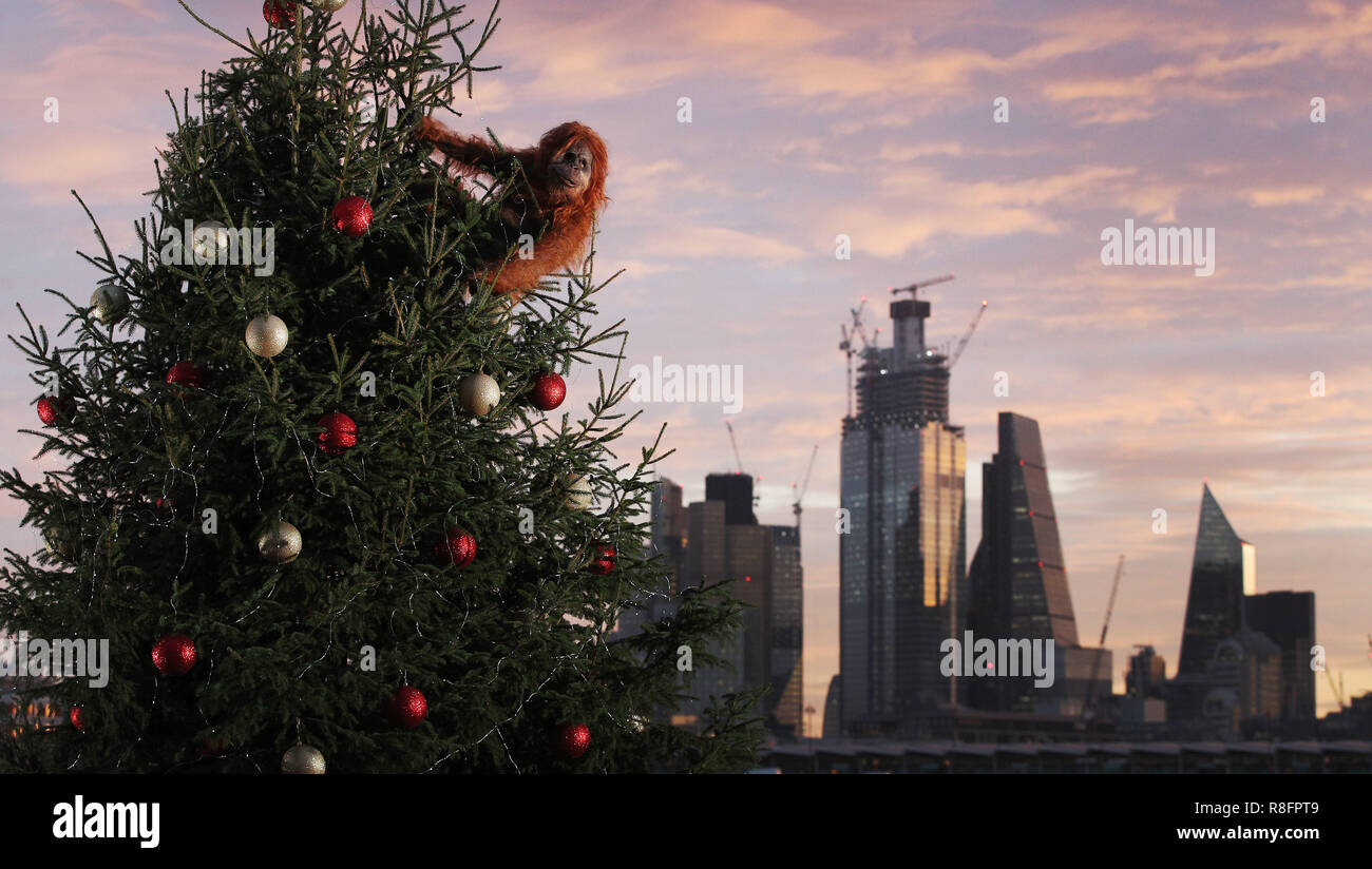 Un ultra-realistica orangutan animatronic salite a 20ft albero di Natale a Coin Street punto di osservazione, Londra per evidenziare la minaccia per la sopravvivenza della specie a causa del disboscamento causato da palm-la produzione di petrolio, a seguito dell'Islanda annuncio natalizio di essere proibiti. Il rivenditore ha lanciato un olio di palma di Natale gratuito gamma alimentare e ha promesso di eliminare olio di palma da tutta la sua propria etichetta prodotti entro la fine del 2018. Islanda Natale advert ha raccolto il supporto online per la sua #NoPalmOilChristmas campagna e più di seicentomila firme su petizione Change.org chiamando per l'inserzione di Foto Stock