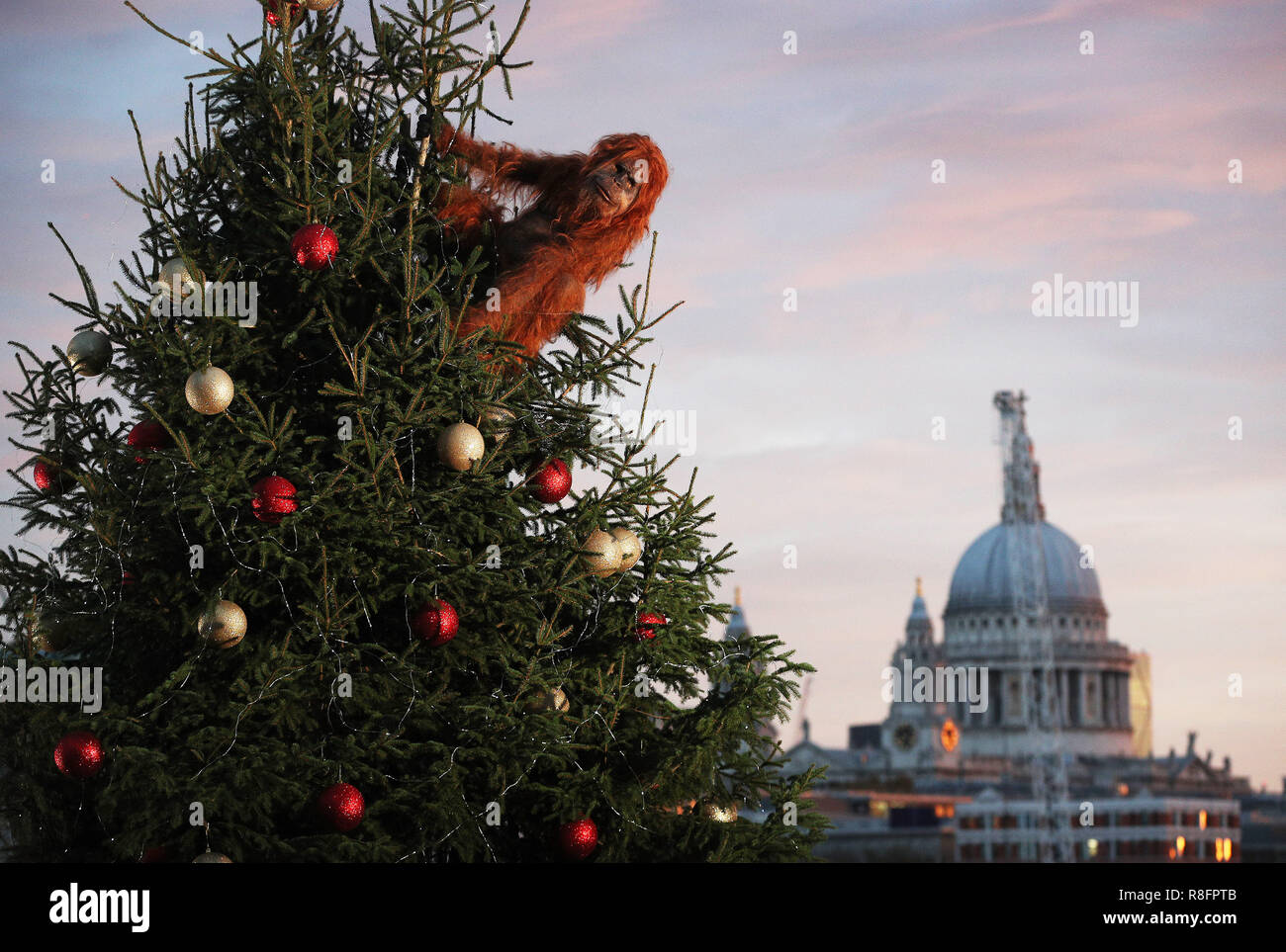 Un ultra-realistica orangutan animatronic salite a 20ft albero di Natale a Coin Street punto di osservazione, Londra per evidenziare la minaccia per la sopravvivenza della specie a causa del disboscamento causato da palm-la produzione di petrolio, a seguito dell'Islanda annuncio natalizio di essere proibiti. Il rivenditore ha lanciato un olio di palma di Natale gratuito gamma alimentare e ha promesso di eliminare olio di palma da tutta la sua propria etichetta prodotti entro la fine del 2018. Islanda Natale advert ha raccolto il supporto online per la sua #NoPalmOilChristmas campagna e più di seicentomila firme su petizione Change.org chiamando per l'inserzione di Foto Stock