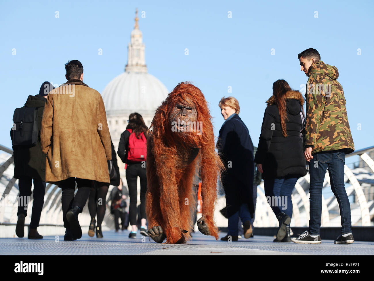 Un ultra-realistica Orangutan animatronic appare in Oxford Street, Londra per evidenziare la minaccia per la sopravvivenza della specie a causa del disboscamento causato da palm-la produzione di petrolio, a seguito dell'Islanda annuncio natalizio di essere proibiti. Il rivenditore ha lanciato un olio di palma di Natale gratuito gamma alimentare e ha promesso di eliminare olio di palma da tutta la sua propria etichetta prodotti entro la fine del 2018. Islanda Natale advert ha raccolto il supporto online per la sua #NoPalmOilChristmas campagna e più di seicentomila firme su petizione Change.org chiamando per l'inserzione di essere ammessi torna in TV. Dotato di: a Foto Stock