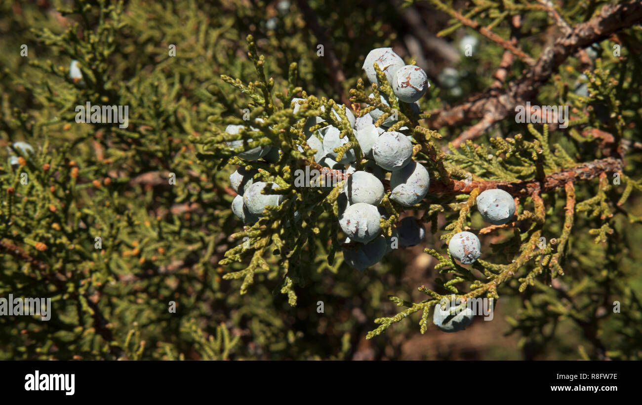 Le bacche di ginepro alligatore scientificamente noti come Juniperus deppeana, uno dei più grandi in crescita in America del Nord, del Grand Canyon, Arizona, Stati Uniti d'America Foto Stock