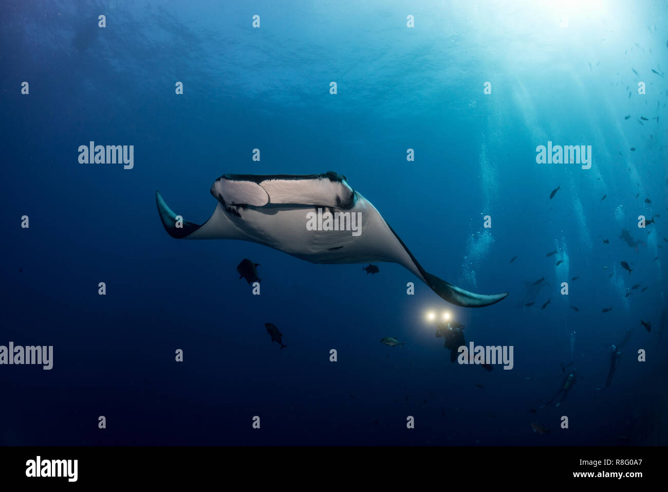 Giant oceanic manta ray circondato dai subacquei Foto Stock