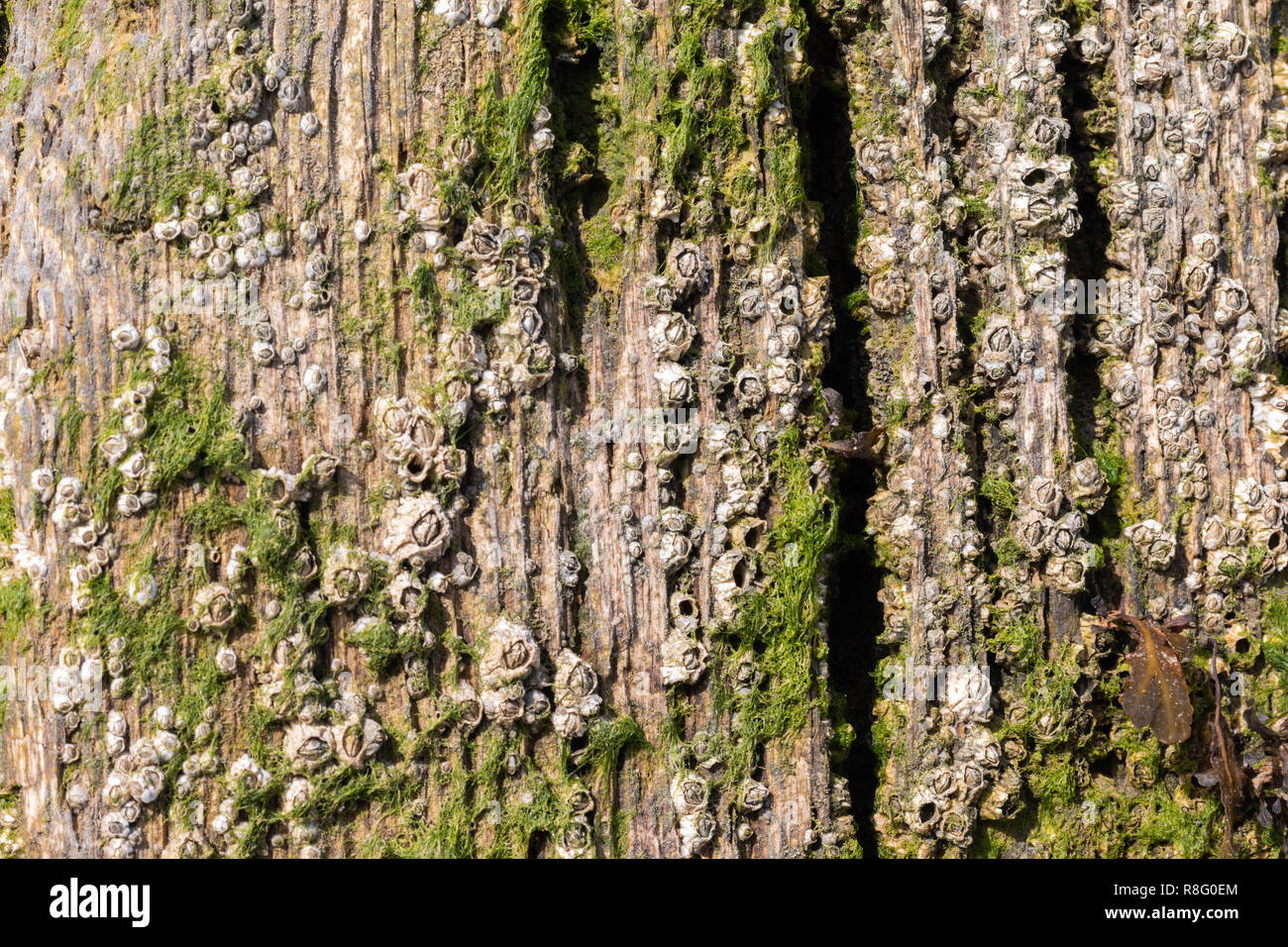 Close up della crescita di alghe marine dai pennelli di legno sulla spiaggia Foto Stock