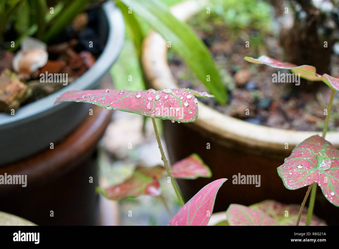 A orecchio di elefante pianta, Cuore di Gesù impianto, Angel Wings impianto o Keladi, Keladi Stella Rossa Foto Stock