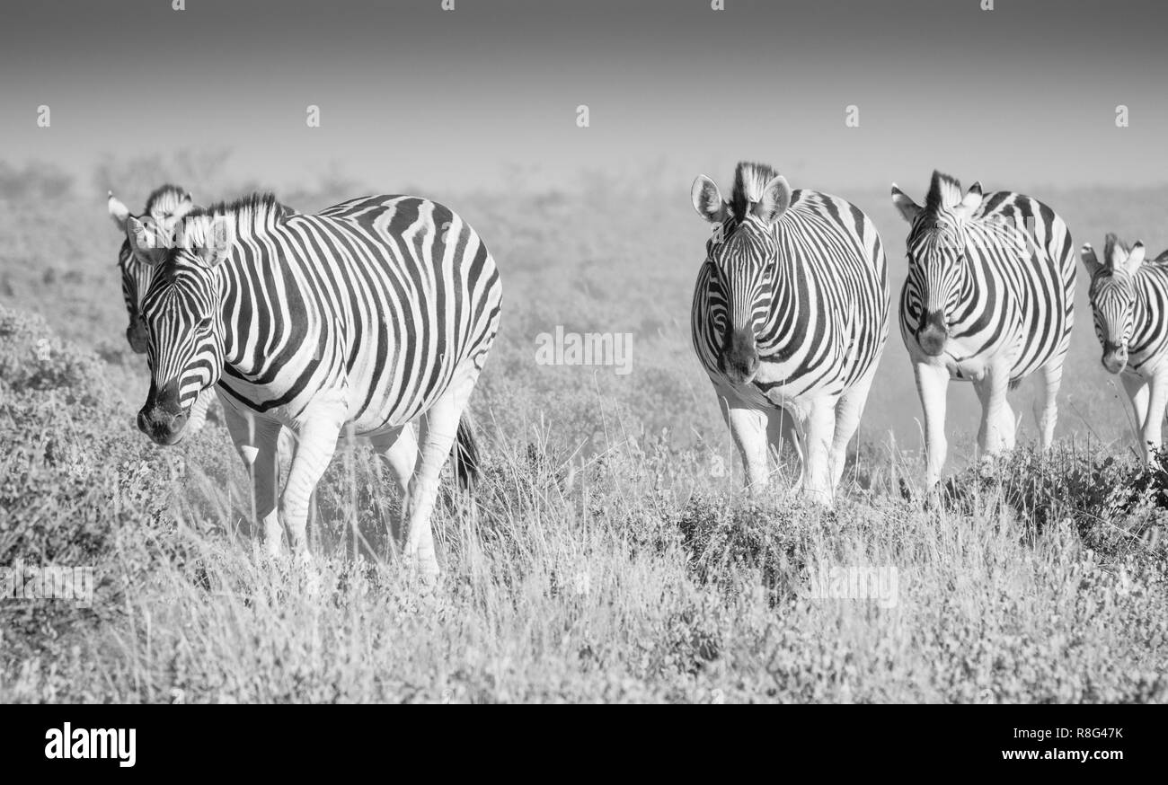 Gregge della zebra Foto Stock