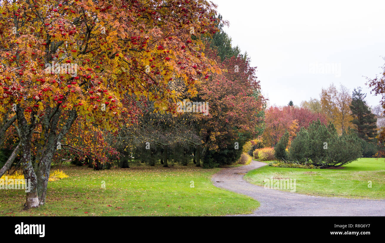 Percorso attraverso rowan berry alberi a Helsinki in Finlandia Foto Stock