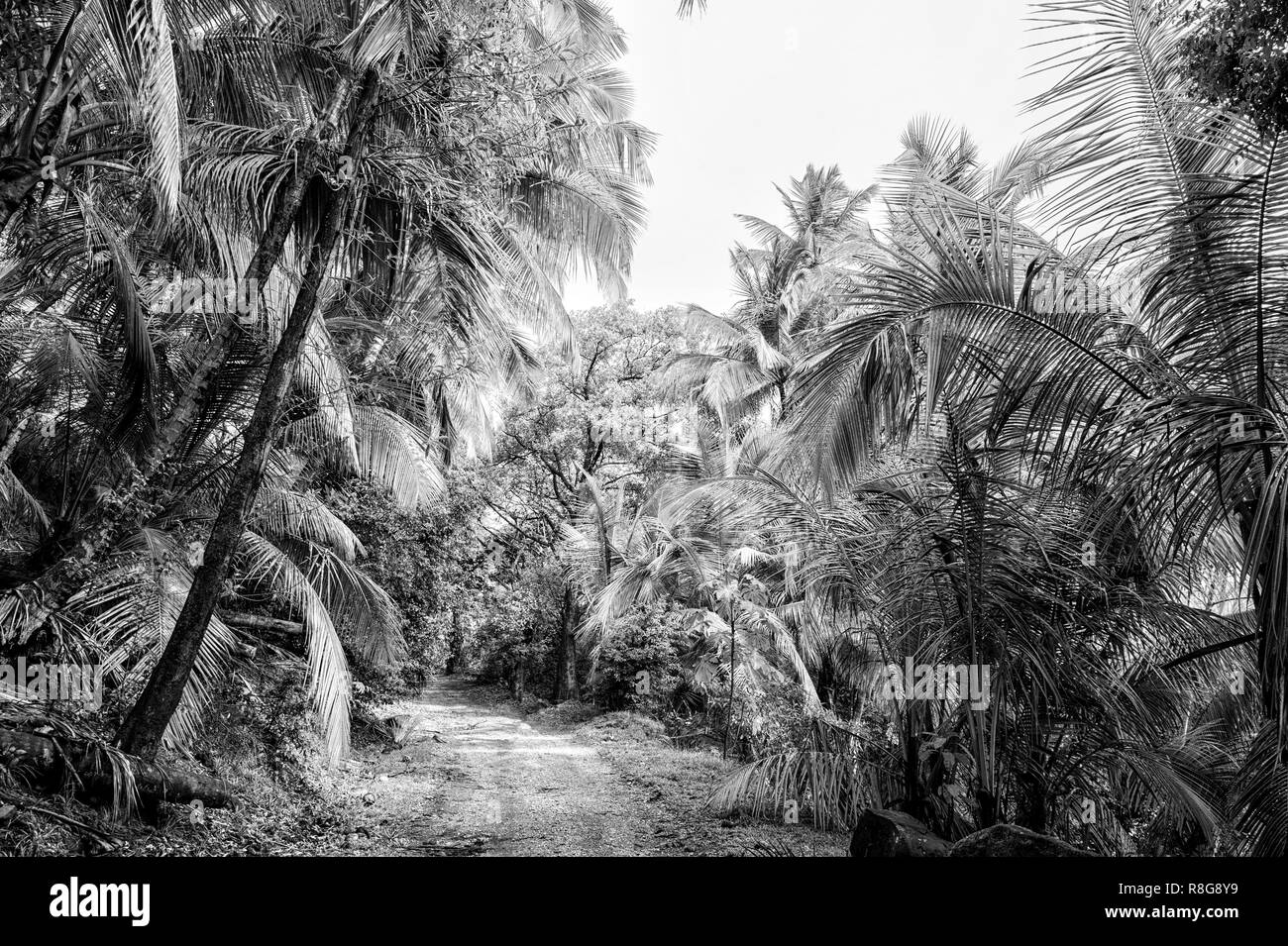Jungle, foresta pluviale, foresta. Sentiero nella giungla di diavoli isola, Guinea francese.palme con foglie verdi. Natura ambiente ecologia. Wanderlust vacanze viaggi. Foto Stock